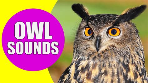 Owl Sounds Different Types Of Owls And Their Owls - Owls