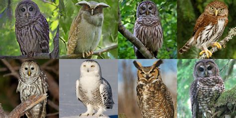 Owl Types Species Amp Facts Britannica Owls - Owls