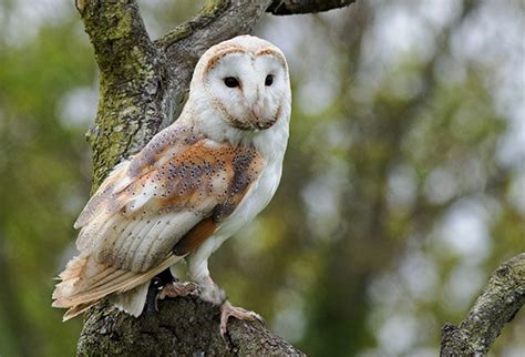 Owls In The Uk Full Guide With Pictures Owls - Owls