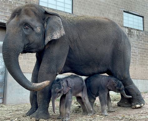 Rare Twin Elephants Born In Thailand X27 Miracle Thailand - Thailand