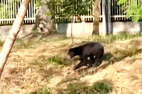 Seekor Beruang Madu Muncul Di Kompleks Perkantoran Pemda BERUANG88 - BERUANG88