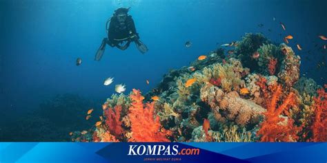 Selami Laut Banda Dan Laut Merah Ilmuwan Temukan Lautmerah Login - Lautmerah Login