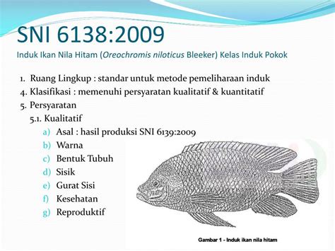 Sni 6138 2009 Induk Ikan Nila Hitam Oreochromis Ikan 138 - Ikan 138