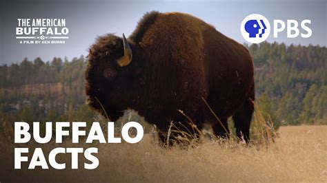 Surprising Facts About Buffalo The American Buffalo A Buffalo - Buffalo