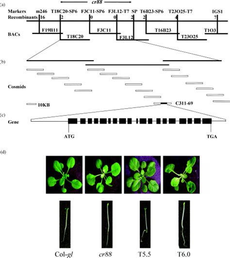 The Chlorate Resistant And Photomorphogenesis Defective Mutant CR88 CR88 - CR88