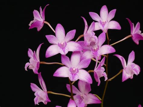 Tinonee Orchids KAISAR138 - KAISAR138