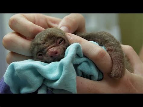 Tiny Orphan Baby Sloth Rescued Bbc Earth Youtube Babyslot - Babyslot