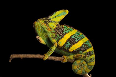 Veiled Chameleon Facts And Photos National Geographic Chameleon - Chameleon