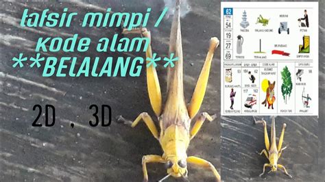 Kode alam belalang hinggap di motor Togel Mimpi 3D Ayam Naik Motor Togel, Erek Erek Bergambar Ayam Naik Motor Togel, Kode Alam Bergambar Ayam Naik Motor Togel, Togel Bergambar 4D Ayam Naik Motor Togel, Mbah Karwo 2D Ayam Naik Motor Togel, Togel Hongkong 3D Ayam Naik Motor Togel, Pasang HK 4D Ayam Naik Motor Togel, No Pasaran 2D Jitu Ayam Naik Motor