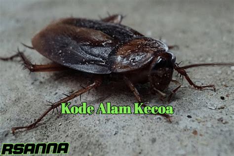 Kode alam membunuh kecoa  Walaupun beberapa orang hanya