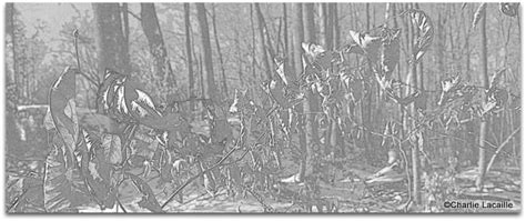 F0restgrump OnlyFans channel