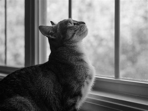 Feline Anchor content