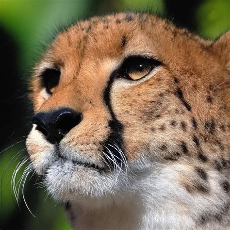 Franky Knight OnlyFans channel