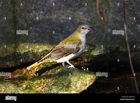 Goldamsel OnlyFans channel