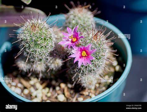 Lewd Cactus OnlyFans channel