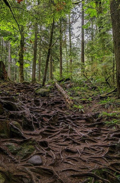 Lynn Helling content