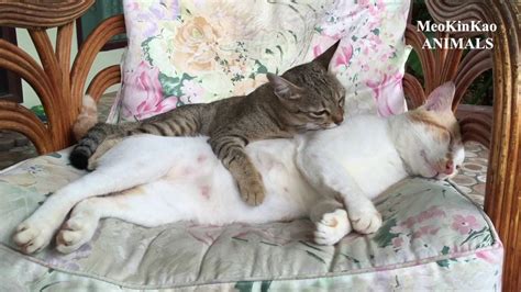 Pussyliking OnlyFans channel