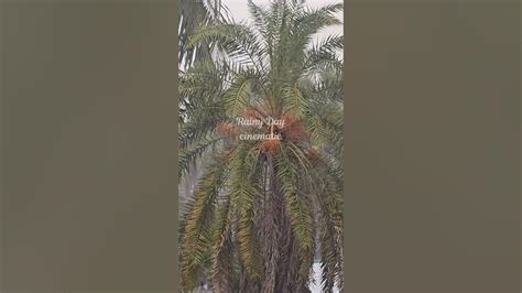 Raineyvibe OnlyFans channel