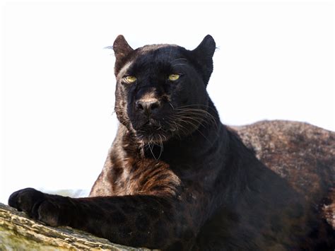 Blackedrsw com OnlyFans channel