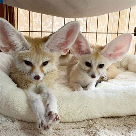 Fennecfox onlyfans OnlyFans channel