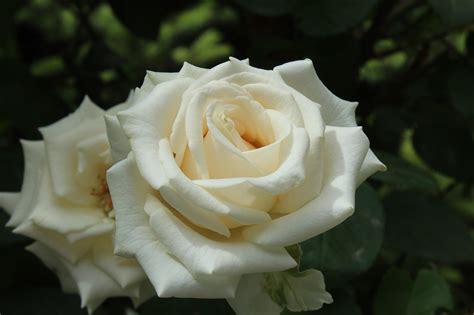 Rose bianca glotripod OnlyFans channel