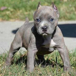 American Pitbull Terrier Blue Line