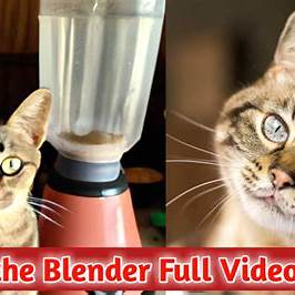 Cat In The Blender Video