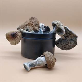 Dried Mushrooms Magic