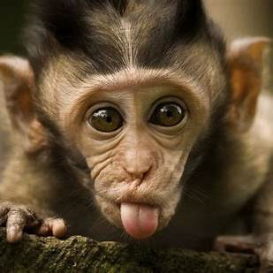 Funny Monkey Gif