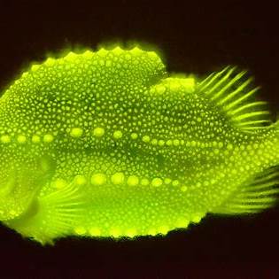 Glow Fish