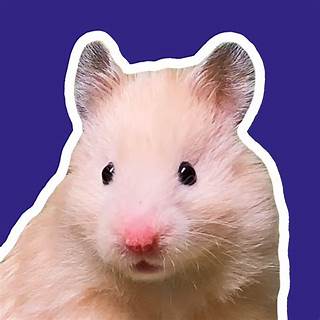 Hamsters Youtube