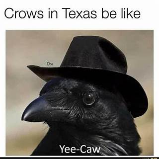 Texas Crow สล อต