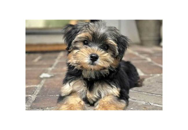 Maltese Yorkie Mix First Time Owners