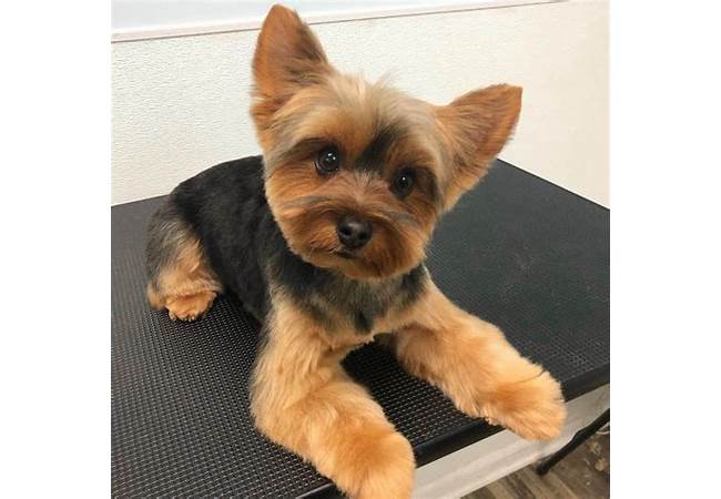 Puppy cut Yorkie