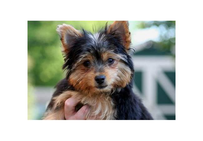 Yorkie and Chihuahua mix puppy