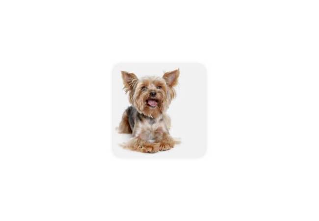 Yorkshire Terrier Hip Dysplasia