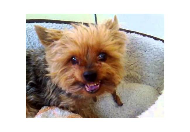 Yorkshire Terrier growling at a cat