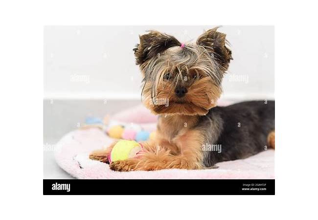 Yorkie playing with toy