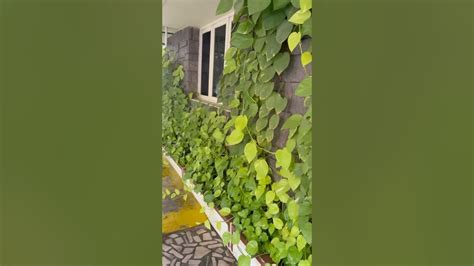 home garden  garden gardening youtube