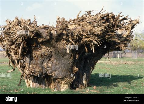 Old upturned tree roots hi-res stock photography and images - Alamy 