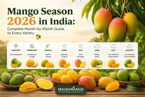 mango season   india complete month  month guide   variety