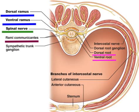 Lab Nervous Sys Reflex Arc Flashcards Quizlet