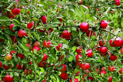 fruit trees  grow   small backyard top picks