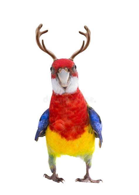 Rosella Extrem Cartoon Stock Photos - Free & Royalty-Free Stock Photos