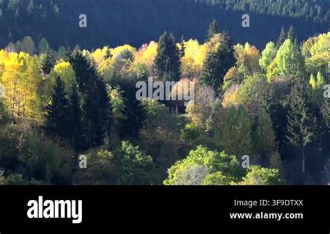 autumn forest panorama colorful trees mixed woodland foliage