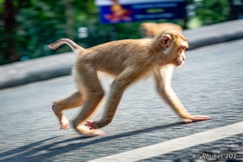 monkey hill phuket     monkeys  phuket town