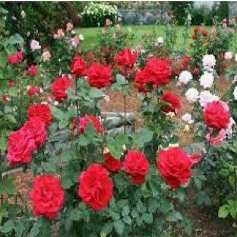 rose flower  pune latest price mandi rates  dealers  pune