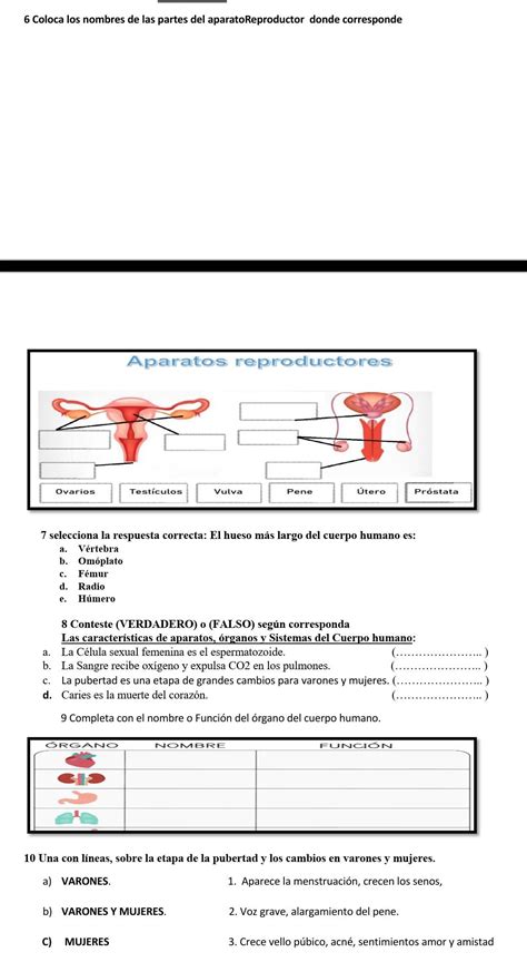 Resuelto Coloca Los Nombres De Las Partes Del Aparatoreproductor Donde