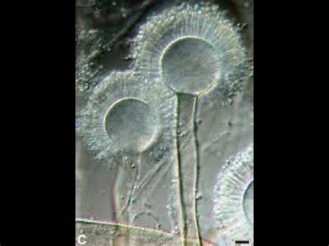 Aspergillus Flocculosus Fungus Definition Classification Habitat