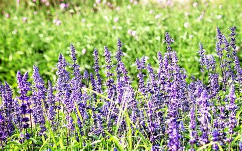 Flora rodgers of leak booked her Pasadena; meeting her was